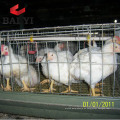 Jaulas de pollos de engorde comerciales tipo H para granja avícola de chiken